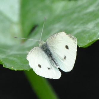 Lille kålsommerfugl