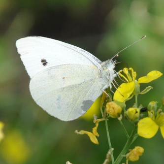 Lille kålsommerfugl