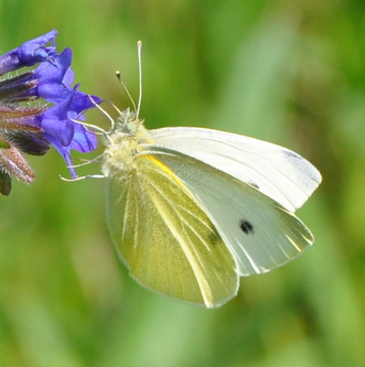 Lille kålsommerfugl