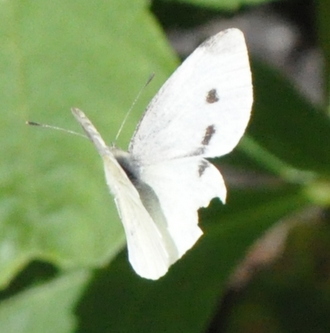 Lille kålsommerfugl