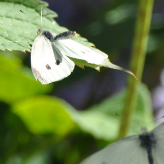 Lille kålsommerfugl