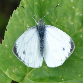 Lille kålsommerfugl