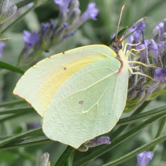 Gonepteryx cleopatra