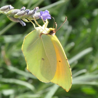 Gonepteryx cleopatra