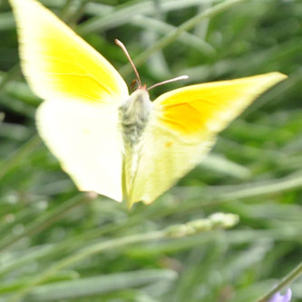 Gonepteryx cleopatra