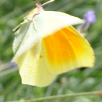 Gonepteryx cleopatra