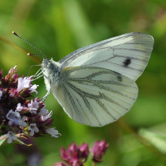 Grønåret kålsommerfugl