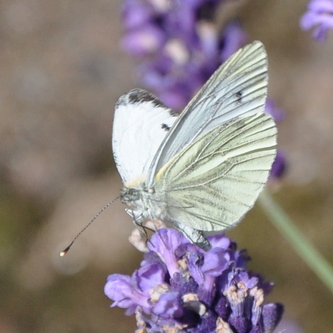 Grønåret kålsommerfugl