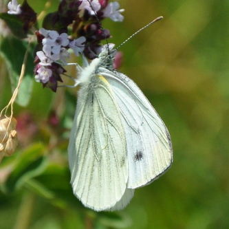 Grønåret kålsommerfugl