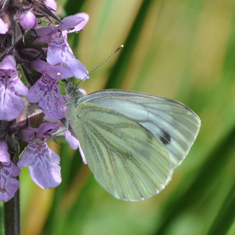 Grønåret kålsommerfugl