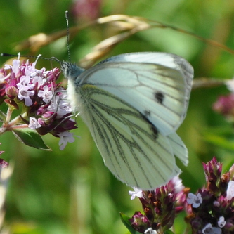 Grønåret kålsommerfugl
