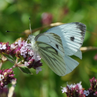 Grønåret kålsommerfugl