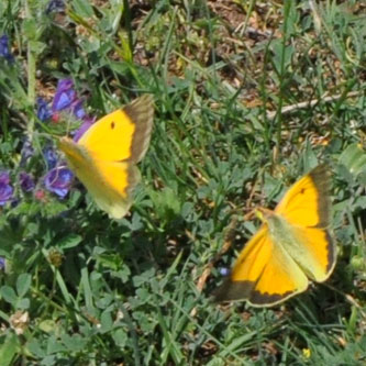 Orange høsommerfugl