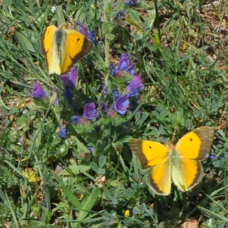 Orange høsommerfugl
