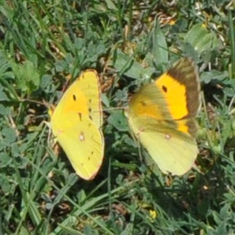 Orange høsommerfugl