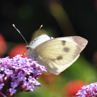 Stor kålsommerfugl