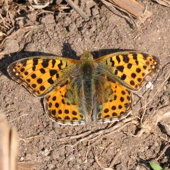 storperlemor-3 storperlemor-3