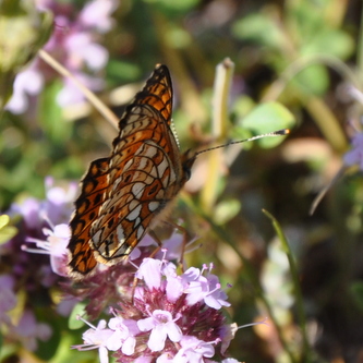 boloria-1