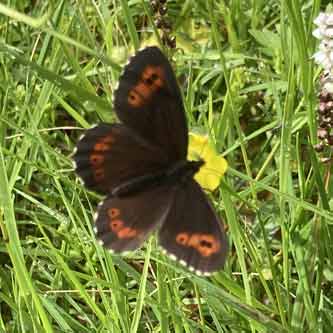 Skovbjergrand%C3%B8je