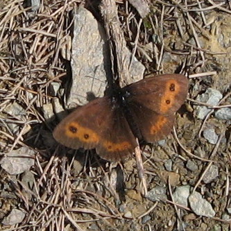 Skovbjergvejrandoeje1