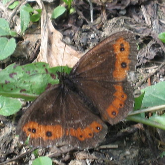 Skovbjergvejrandoeje2