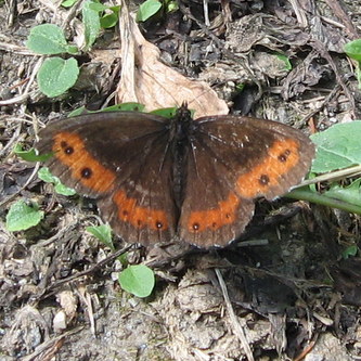 Skovbjergvejrandoeje3