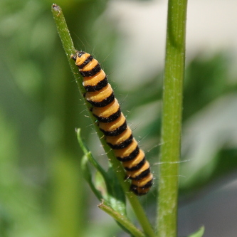 naeldesommerfugl3 naeldesommerfugl3