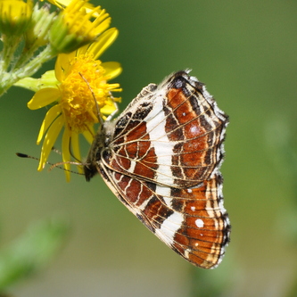 naeldesommerfugl6 naeldesommerfugl6