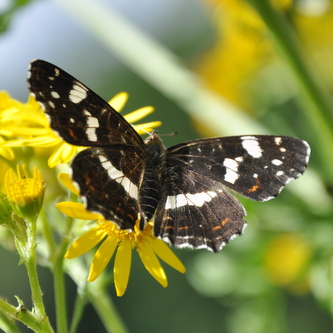 naeldesommerfugl7 naeldesommerfugl7