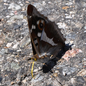 Blaa-iris3 Blaa-iris3