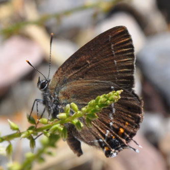 Det-hvide-W2 Det-hvide-W2