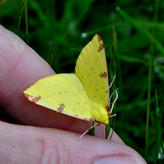 Citronm%C3%A5ler4 Citronm%C3%A5ler4