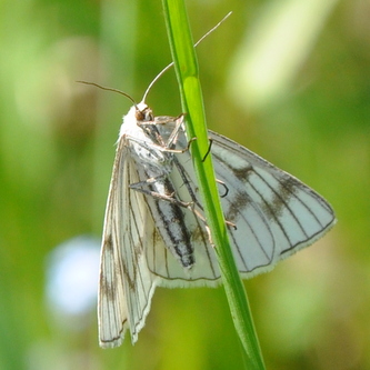 Hvidgraesmaaler3 Hvidgraesmaaler3