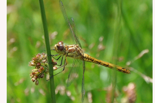 Sympetrum