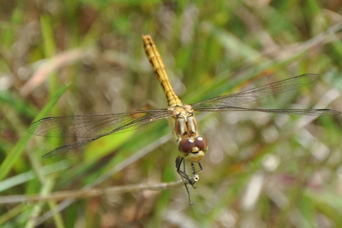 Sympetrum1
